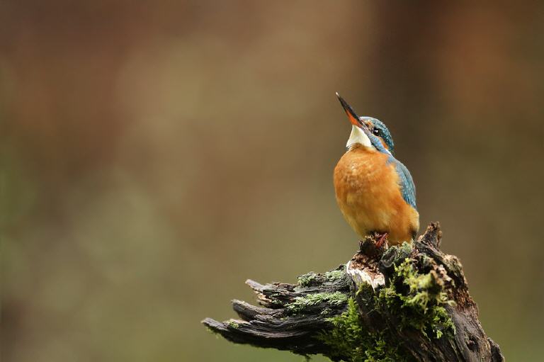 Eisvogel